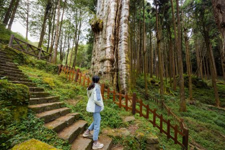 Photo for Woman visit the Alishan forest boasts massive ancient trees in alishan national forest recreation area - Royalty Free Image