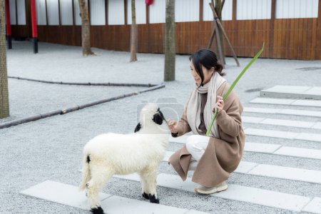 Téléchargez les photos : Touriste femme nourrir des moutons sur une ferme - en image libre de droit
