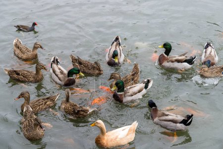 Photo for Duck swim over the water pond - Royalty Free Image