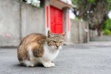 Foto de Gato callejero sentado en el suelo - Imagen libre de derechos