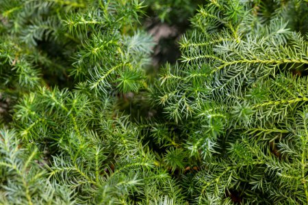 Photo for Stack of cedar plant tree for florist - Royalty Free Image