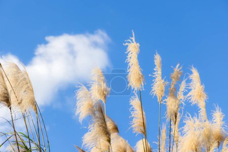 Téléchargez les photos : Herbe argentée sur la journée ensoleillée - en image libre de droit