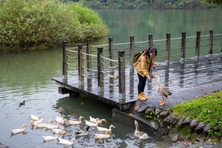 Foto de Mujer alimentar el ganso y el pato en el estanque de agua - Imagen libre de derechos