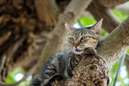 Foto de Stray cat climb up on the tree - Imagen libre de derechos