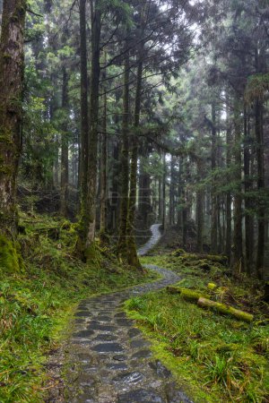 Téléchargez les photos : Hiking trail in the forest in mist - en image libre de droit