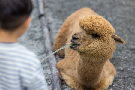Foto de Alpaca en el parque zoológico y esperar a que la comida - Imagen libre de derechos