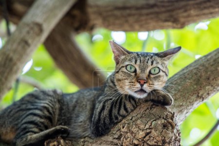 Foto de Stray cat climb up on the tree - Imagen libre de derechos