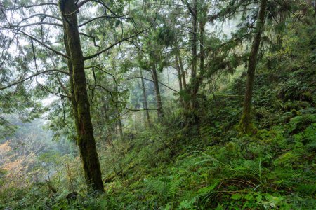 Téléchargez les photos : Forêt tropicale sur le sentier de randonnée - en image libre de droit