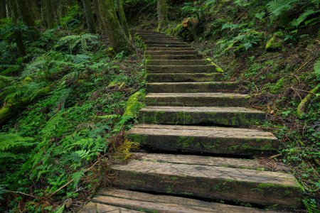 Téléchargez les photos : Beau sentier en bois dans la forêt d'arbres - en image libre de droit