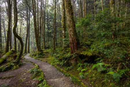 Téléchargez les photos : Sentier de randonnée dans la forêt - en image libre de droit