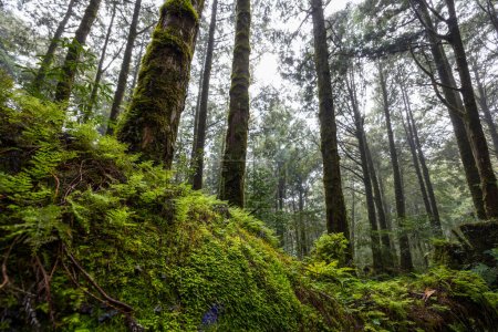 Téléchargez les photos : Forêt pittoresque d'arbres feuillus verts frais - en image libre de droit