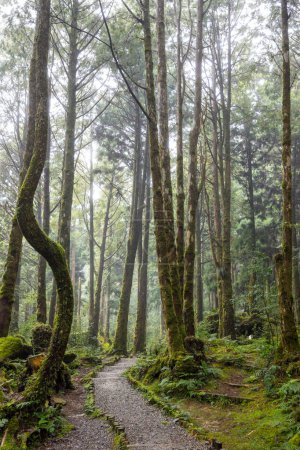 Téléchargez les photos : Hiking trail in the forest in mist - en image libre de droit