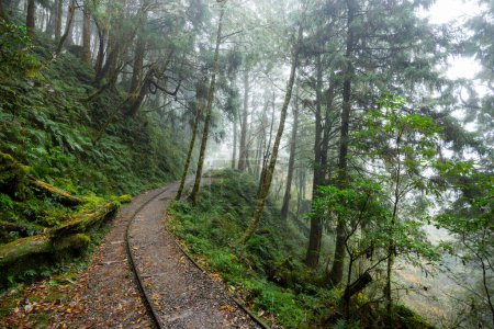 Téléchargez les photos : Sentier de randonnée dans le parc national de Taipingshan de Yilan Jianqing Huaigu Trail - en image libre de droit
