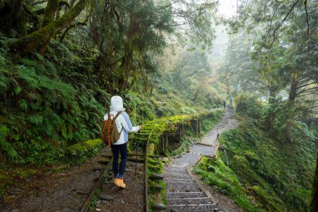 Téléchargez les photos : Femme faire de la randonnée dans la brume brumeuse forêt à Taipingshan Jianqing Huaigu Trail - en image libre de droit