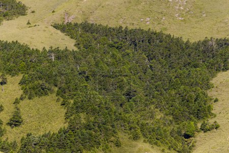 Téléchargez les photos : Vue aérienne de la forêt luxuriante verte - en image libre de droit