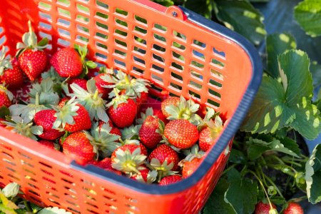 Téléchargez les photos : Choisissez la fraise dans le champ - en image libre de droit