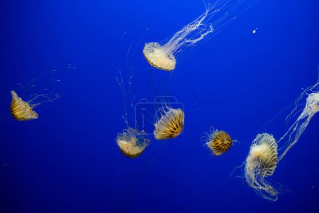 Téléchargez les photos : Des méduses dans le parc zoologique - en image libre de droit