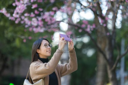 Téléchargez les photos : Femme utiliser un téléphone mobile pour prendre des photos sur l'arbre sakura - en image libre de droit