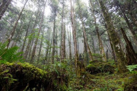 Téléchargez les photos : Forêt brumeuse à Taipingshan - en image libre de droit