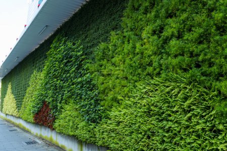 Téléchargez les photos : Mur végétal vert à l'extérieur du bâtiment - en image libre de droit