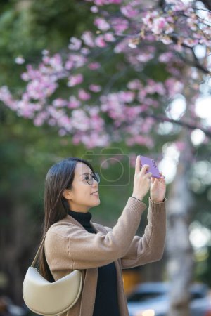 Photo for Woman use cellphone to take photo on sakura tree - Royalty Free Image