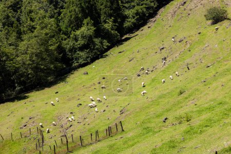 Sheep over the grassland in Cingjing farm of Nantou in Taiwan