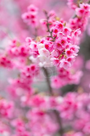 Photo for Beautiful sakura blossom over the tree - Royalty Free Image