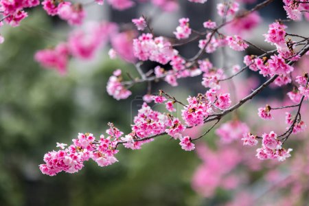 Téléchargez les photos : Rose fleur de cerisier de printemps sur l'arbre - en image libre de droit