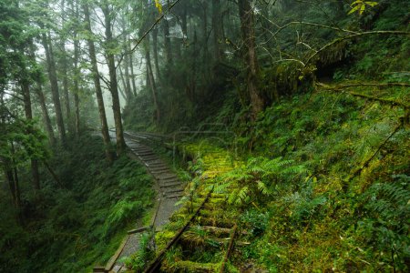 Téléchargez les photos : Sentier de randonnée à Taipingshan de Yilan Jianqing Huaigu Trail - en image libre de droit