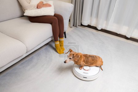 Téléchargez les photos : Dachshund chien assis sur aspirateur à la maison - en image libre de droit