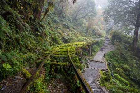Hiking trail in Taipingshan of Yilan Jianqing Huaigu Trail