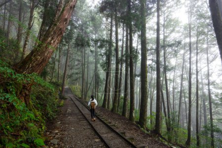Mujer ir de excursión en el bosque de niebla niebla en Taipingshan de Taiwán