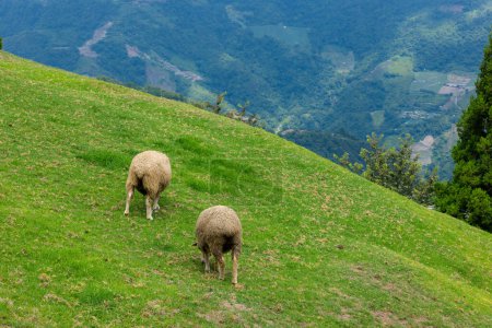 Sheeps grazing in Qingjing farm at Taichung of Nantou