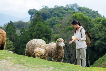 Téléchargez les photos : Femme touristique nourrir les moutons dans la ferme Qingjing - en image libre de droit