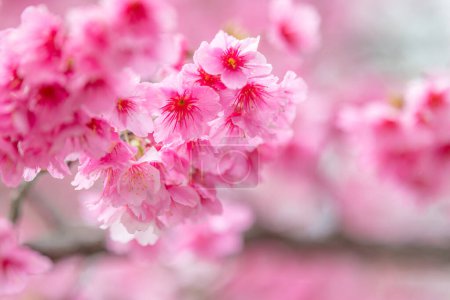 Photo for Pink sakura flower on the tree - Royalty Free Image
