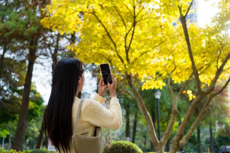Foto de Mujer utilizar la foto móvil para tomar una foto del árbol de Ginkgo en la temporada de otoño - Imagen libre de derechos