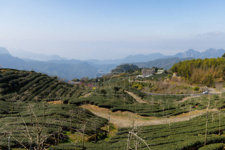 Téléchargez les photos : Ferme à thé sur la vallée de la montagne - en image libre de droit