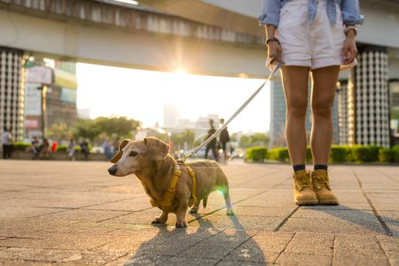 Téléchargez les photos : Femme sortir avec chien teckel en ville à l'heure du coucher du soleil - en image libre de droit