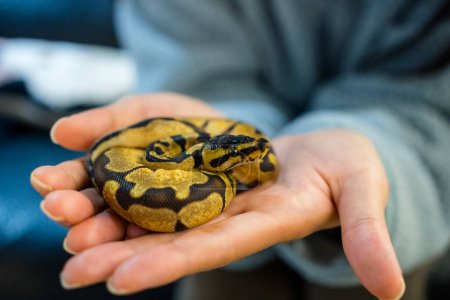 Photo for Ball python on the hand - Royalty Free Image