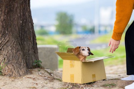 Foto de Abandonar perro buscar en adopción - Imagen libre de derechos