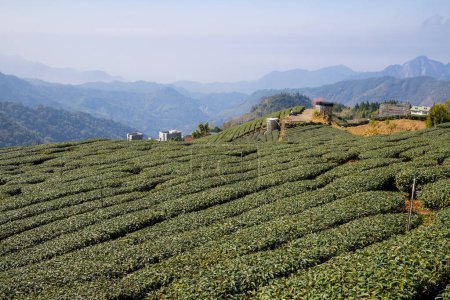 Téléchargez les photos : Ferme à thé sur la vallée de la montagne - en image libre de droit
