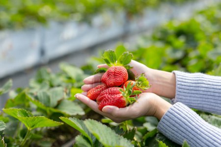 Téléchargez les photos : Tenez la main avec la fraise fraîche dans le jardin - en image libre de droit