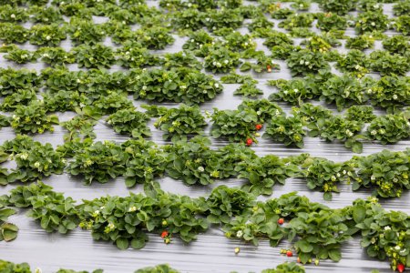 Téléchargez les photos : Champ de fraises biologiques mûres fraîches - en image libre de droit