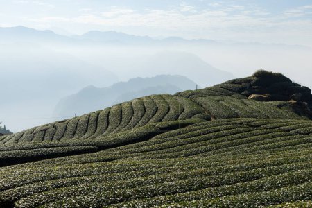 Campo de té verde fresco en Shizhuo Trails en Alishan de Taiwán