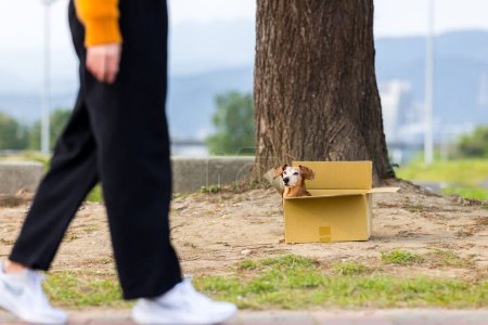Téléchargez les photos : Abandonner chien chercher l'adoption - en image libre de droit