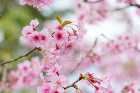 Photo for Beautiful pink sakura cherry blossom - Royalty Free Image