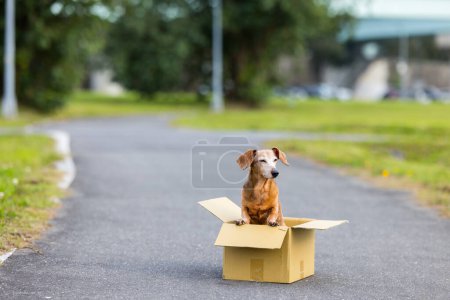 Photo for Abandon dog in the paper box - Royalty Free Image