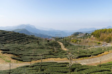 Campo de té en Shizhuo Trails en Alishan de Taiwán