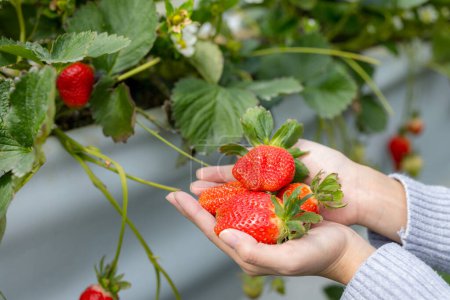 Photo for Hand hold with the fresh strawberry in the garden - Royalty Free Image