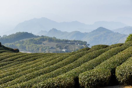 Téléchargez les photos : Champ de thé sur la montagne à Alishan de Shizhuo à Taiwan - en image libre de droit